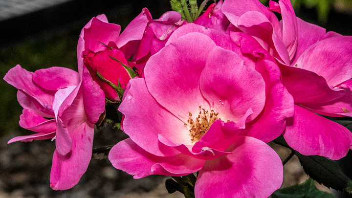 Jericho Nursery | May Gardening Calendar