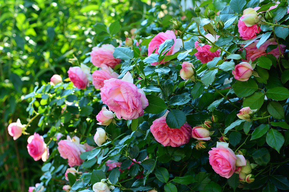 Jericho Nursery | Types of Roses