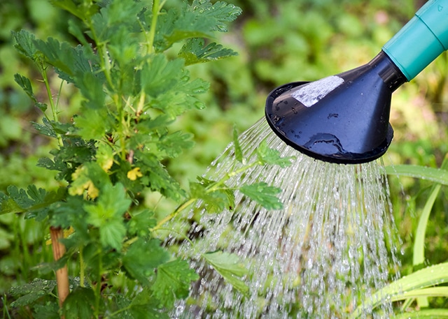 Jericho Nursery | Watering and Transplanting Trees and Shrubs