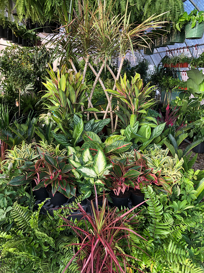 Jericho Nursery | Can’t Go to the Tropics? Bring the Tropics HOME! Jericho Nursery | Can’t Go to the Tropics? Bring the Tropics HOME!