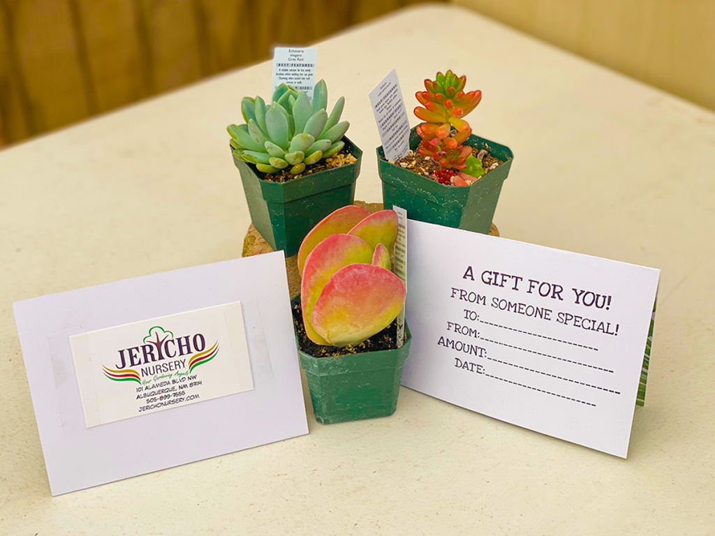 Jericho Nursery | RICHARD’S BACK