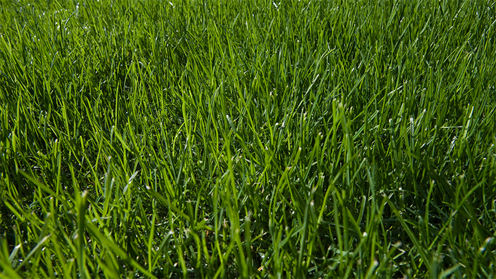 Jericho Nursery | Short Attention Span Gardening Jericho Nursery | Short Attention Span Gardening