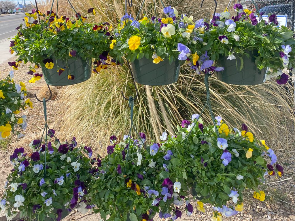 Jericho Nursery | Inoculation Time… not what you’re thinking. Jericho Nursery | Inoculation Time… not what you’re thinking.