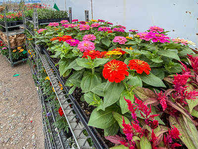 Jericho Nursery | You asked for it… Jericho Nursery | You asked for it…