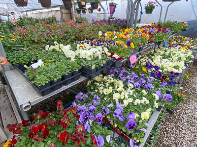 Jericho Nursery | You asked for it… Jericho Nursery | You asked for it…