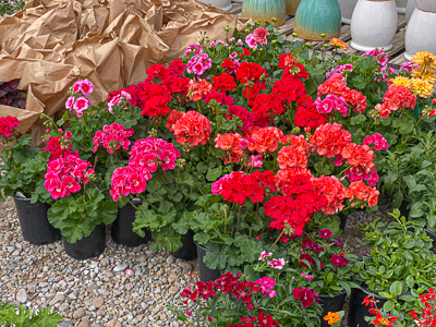 Jericho Nursery | You asked for it… Jericho Nursery | You asked for it…