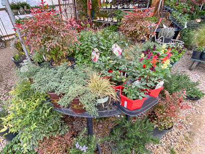 Jericho Nursery | You asked for it… Jericho Nursery | You asked for it…