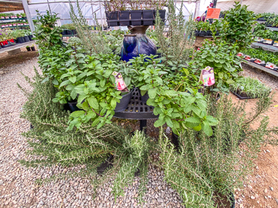 Jericho Nursery | You asked for it… Jericho Nursery | You asked for it…