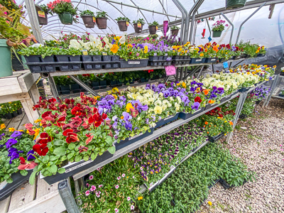 Jericho Nursery | You asked for it… Jericho Nursery | You asked for it…