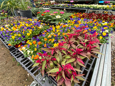Jericho Nursery | You asked for it… Jericho Nursery | You asked for it…