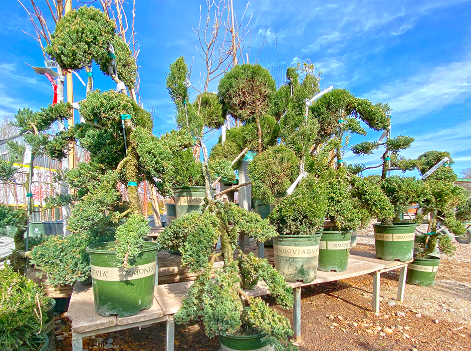 Jericho Nursery | Herban Vegetables
