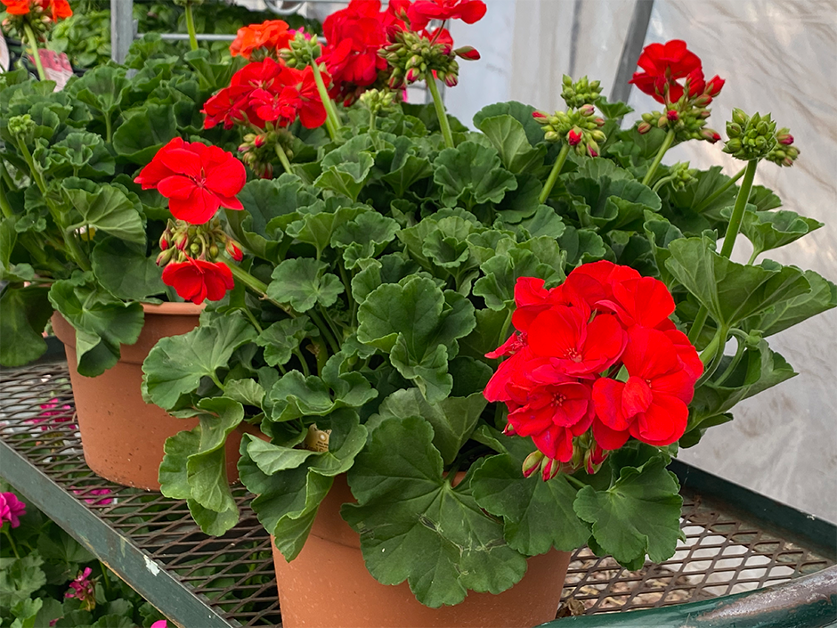 Jericho Nursery | Herban Vegetables