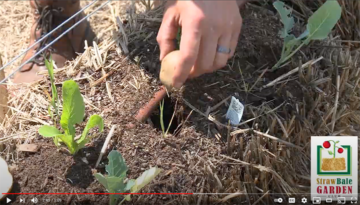 Jericho Nursery | Herban Vegetables
