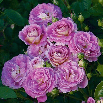 Jericho Nursery | Rose List – 2022