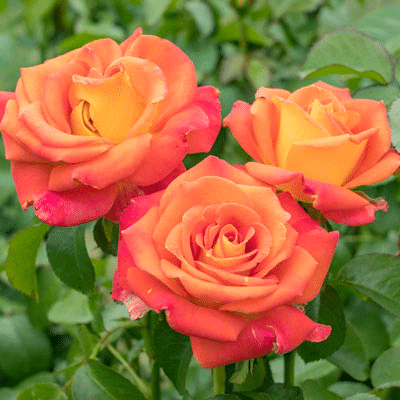 Jericho Nursery | Rose List – 2022