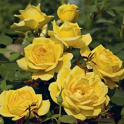 Jericho Nursery | Rose List – 2022