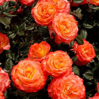 Jericho Nursery | Rose List – 2022