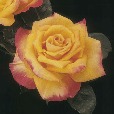 Jericho Nursery | Rose List – 2022