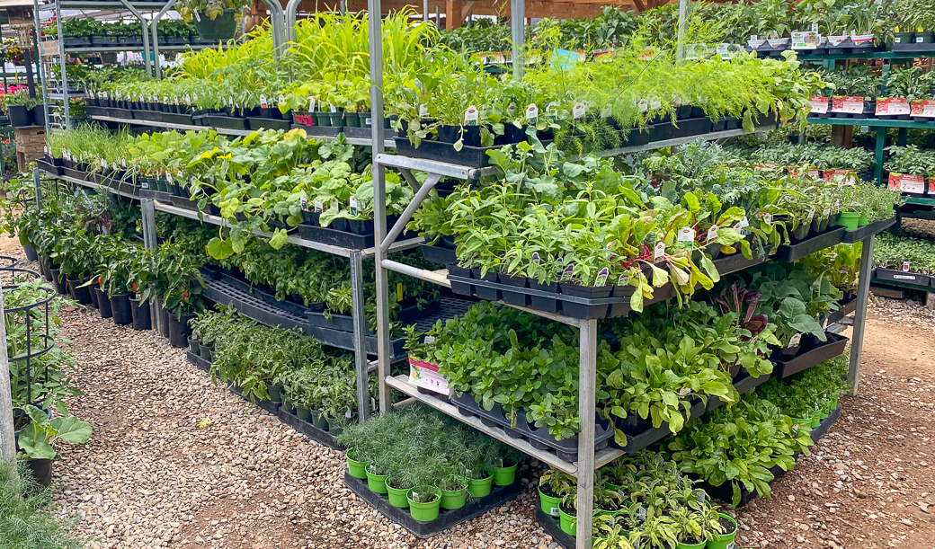 Jericho Nursery | Dare I say… no more FROST!