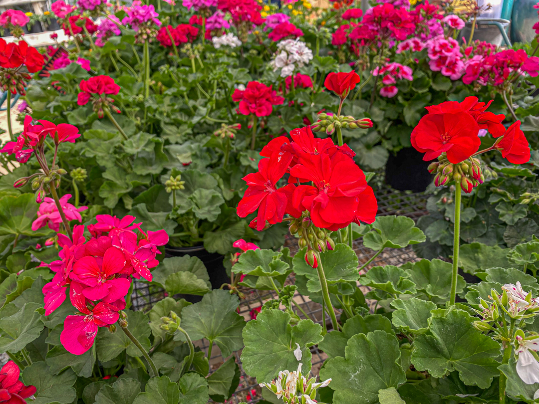 Jericho Nursery | You asked for it… Jericho Nursery | You asked for it…
