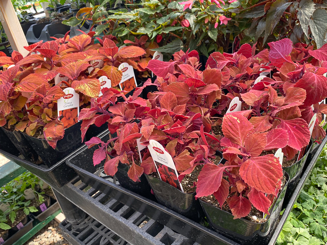 Jericho Nursery | You asked for it… Jericho Nursery | You asked for it…