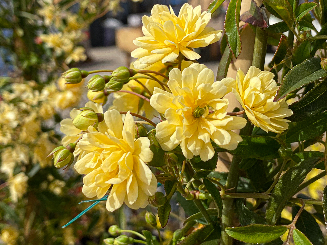 Jericho Nursery | You asked for it… Jericho Nursery | You asked for it…
