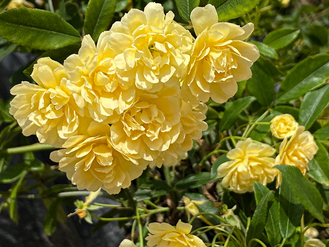 Jericho Nursery | You asked for it… Jericho Nursery | You asked for it…