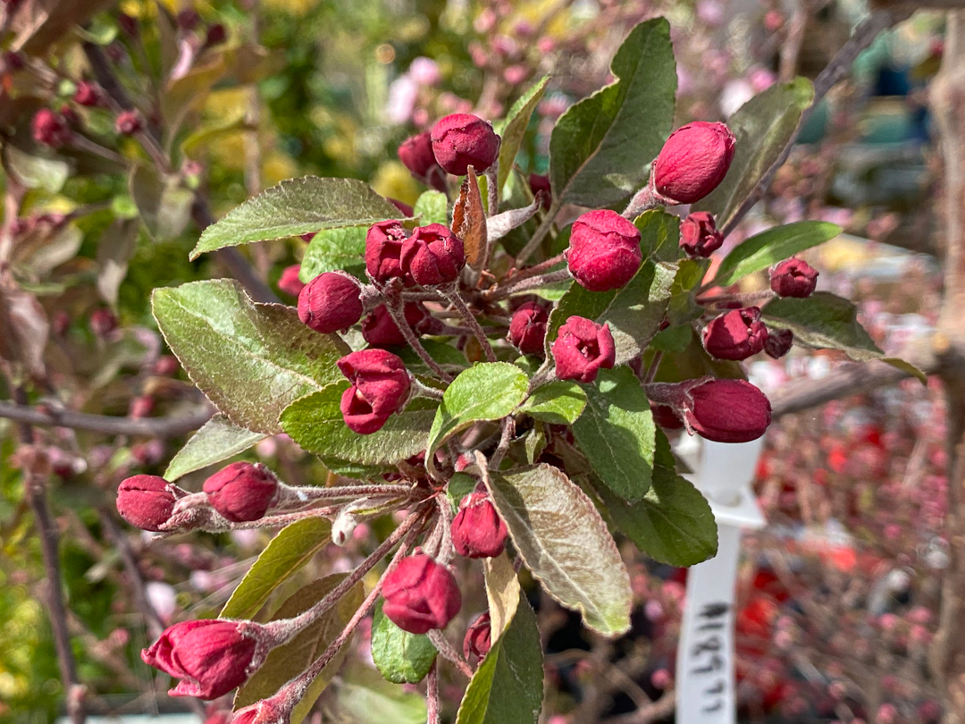 Jericho Nursery | You asked for it… Jericho Nursery | You asked for it…