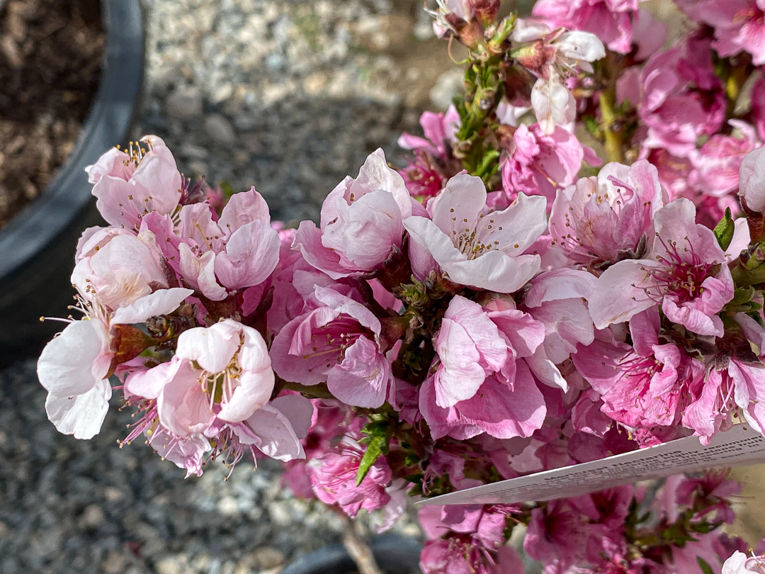 Jericho Nursery | You asked for it… Jericho Nursery | You asked for it…