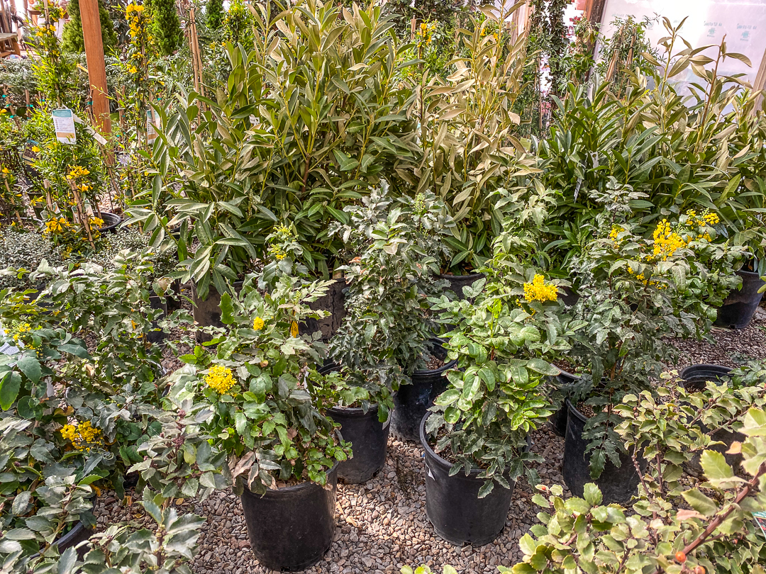Jericho Nursery | Landscape Design Services