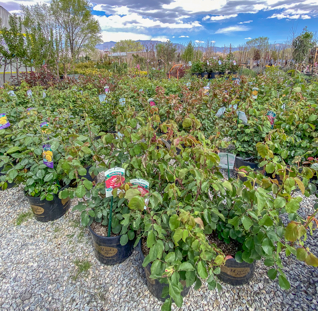 Jericho Nursery | What’s different this year? Jericho Nursery | What’s different this year?