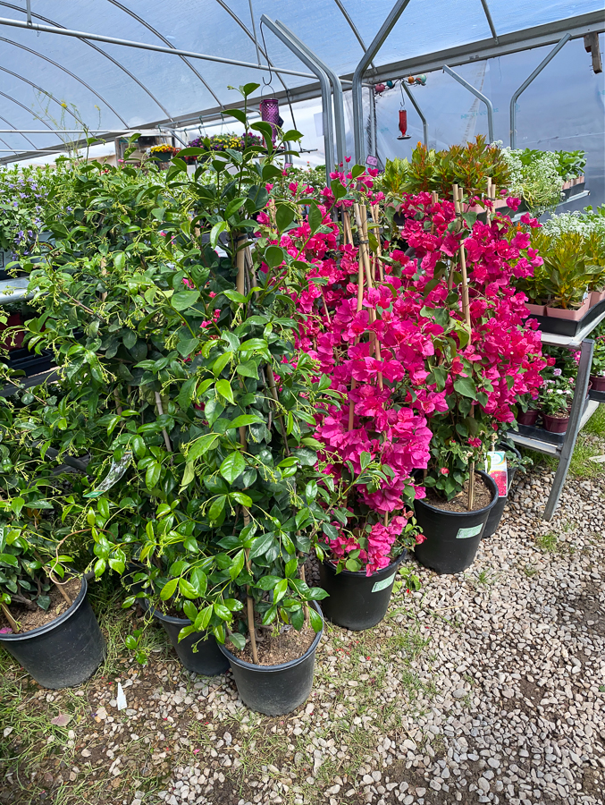 Jericho Nursery | Dare I say… no more FROST!
