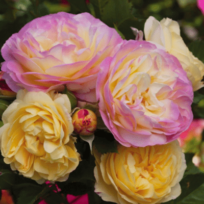 Jericho Nursery | Rose List – 2022
