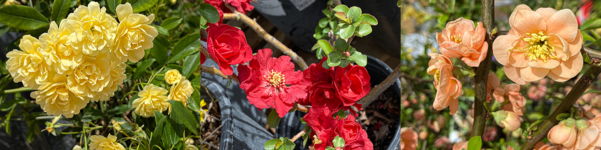 Jericho Nursery | You asked for it… Jericho Nursery | You asked for it…