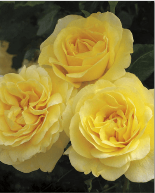 Jericho Nursery | In the Full Swing of Spring