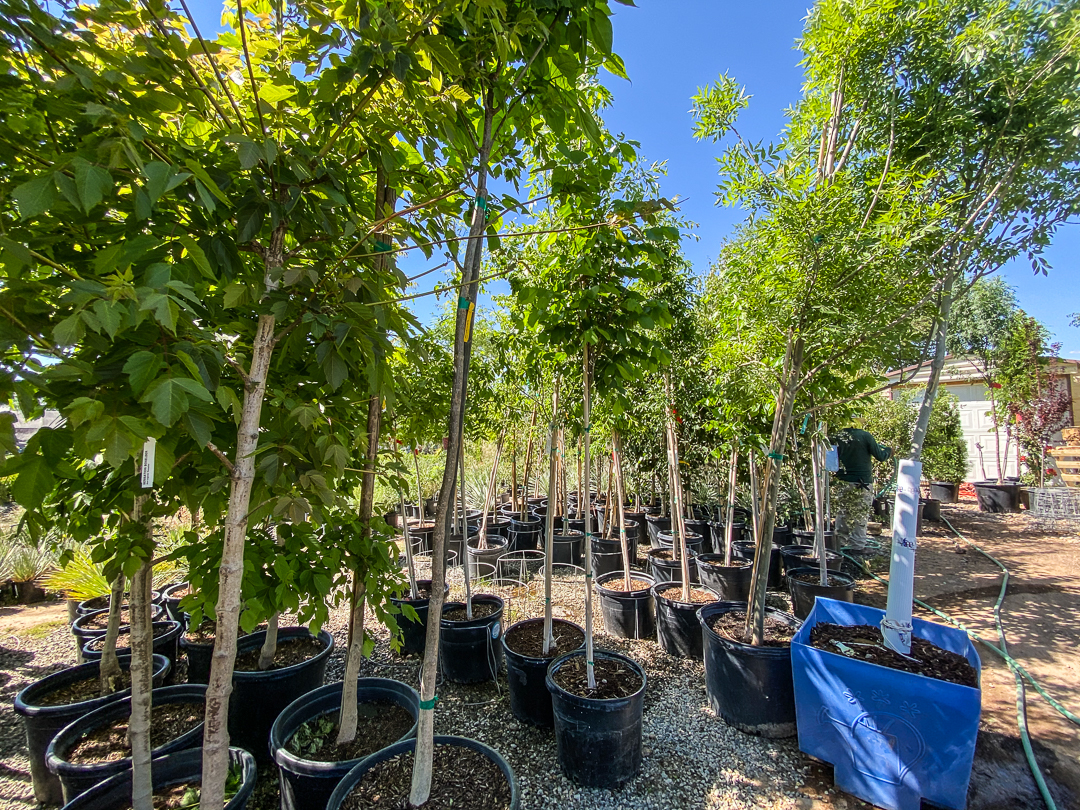Jericho Nursery | Made in the Shade