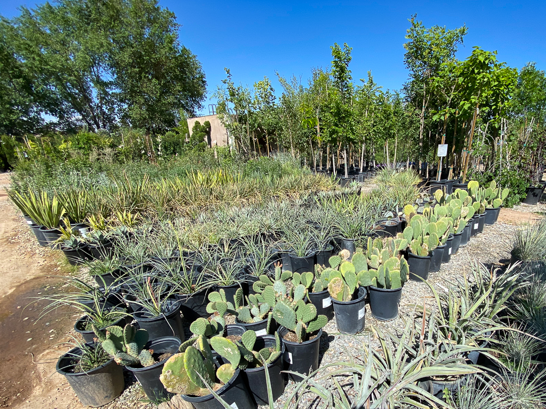 Jericho Nursery | Made in the Shade