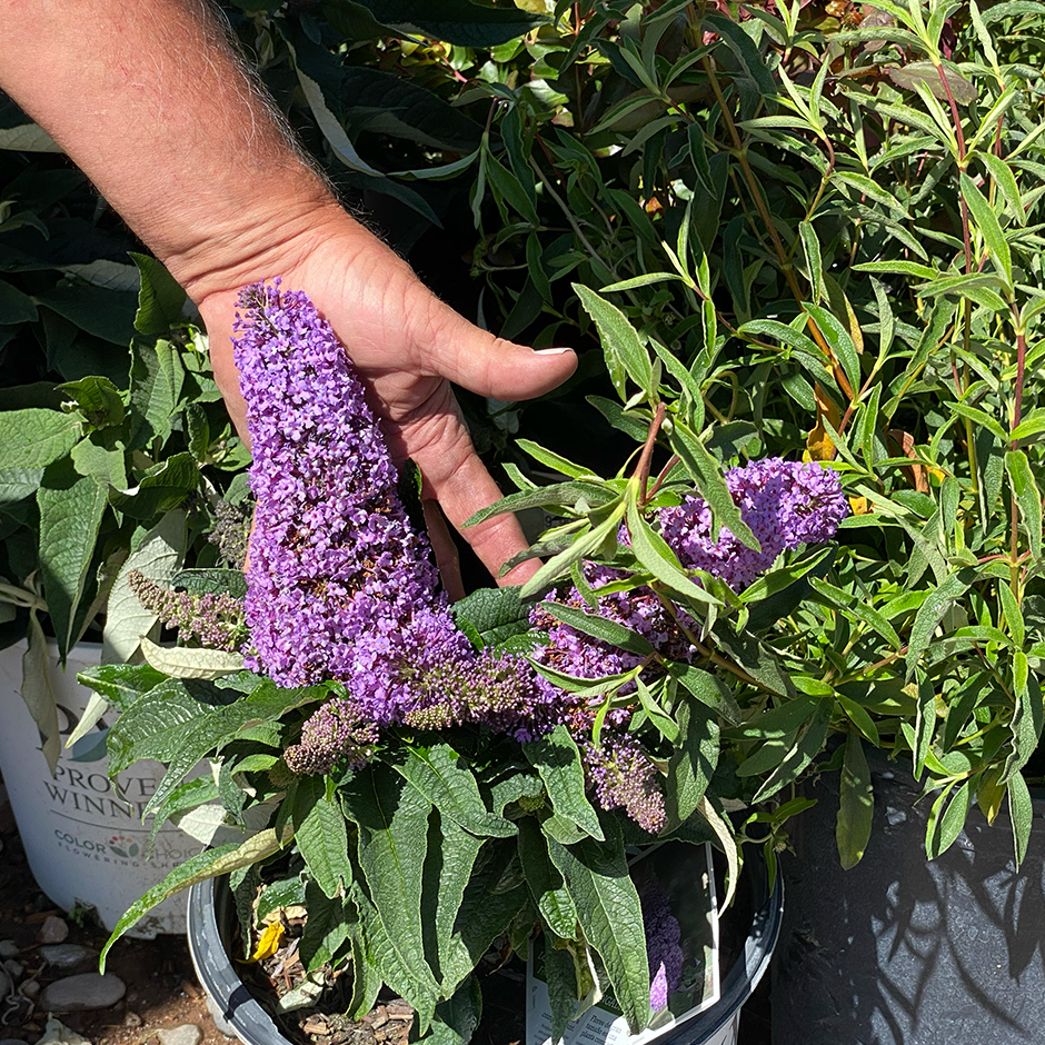 Jericho Nursery | And there’s MORE…