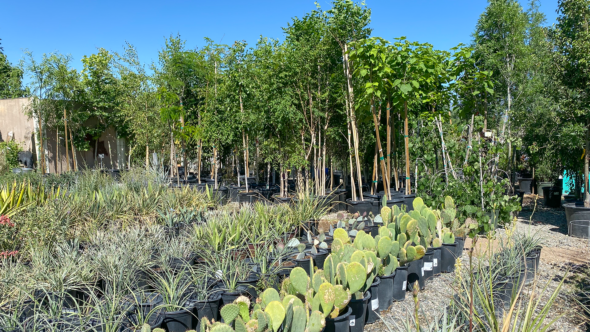 Jericho Nursery | The Last Hurrah… of Spring Jericho Nursery | The Last Hurrah… of Spring