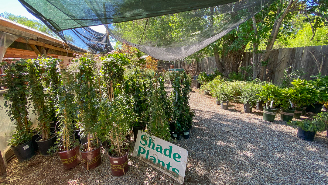 Jericho Nursery | Made in the Shade