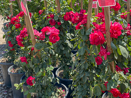 Jericho Nursery | What do you do when it is hot, hot, HOT? Jericho Nursery | What do you do when it is hot, hot, HOT?