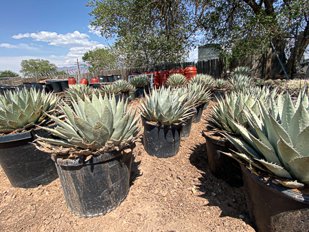 Jericho Nursery | What do you do when it is hot, hot, HOT? Jericho Nursery | What do you do when it is hot, hot, HOT?