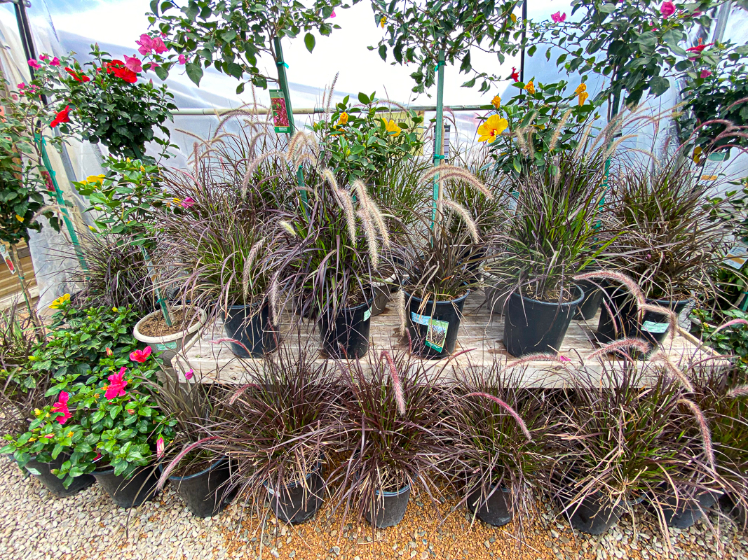 Jericho Nursery | Mulch to tell you about this week… Jericho Nursery | Mulch to tell you about this week…