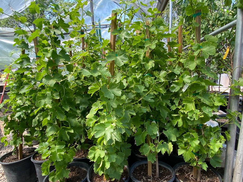 Jericho Nursery | What do you do when it is hot, hot, HOT? Jericho Nursery | What do you do when it is hot, hot, HOT?