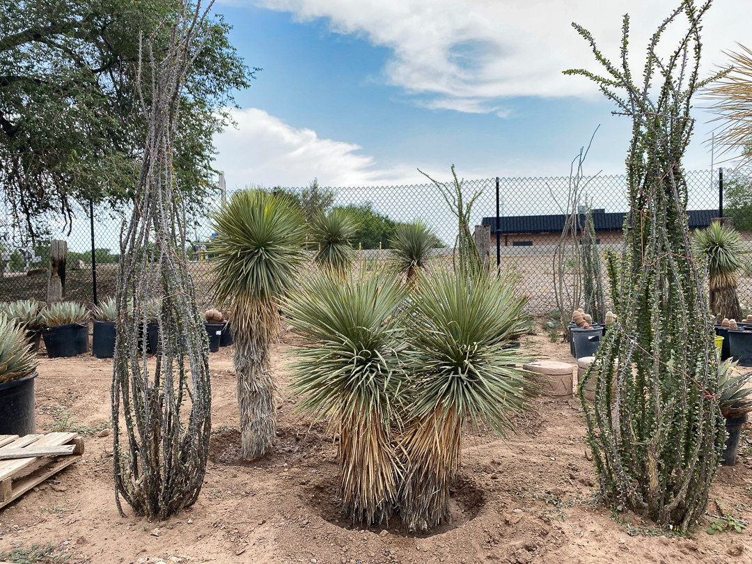 Jericho Nursery | The plants are LOVING this… Jericho Nursery | The plants are LOVING this…