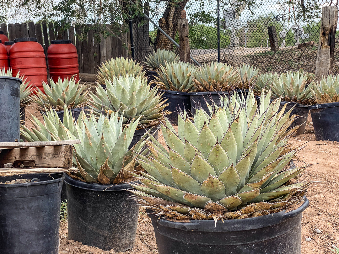 Jericho Nursery | The plants are LOVING this… Jericho Nursery | The plants are LOVING this…
