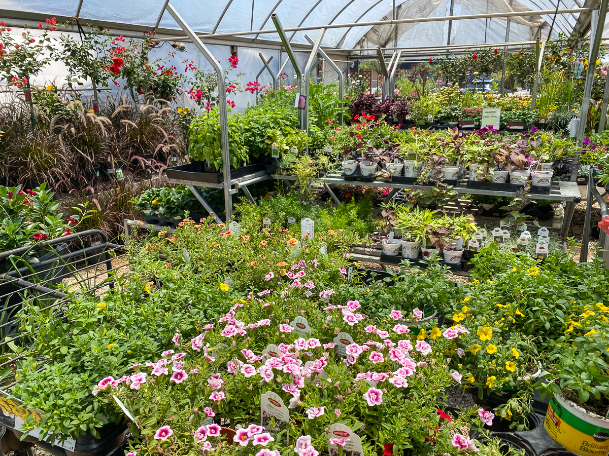 Jericho Nursery | What to do in July Jericho Nursery | What to do in July