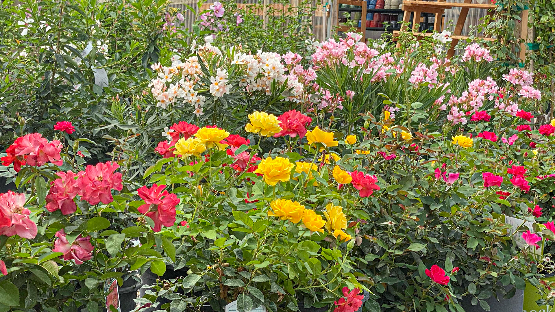 Jericho Nursery | The plants are LOVING this… Jericho Nursery | The plants are LOVING this…
