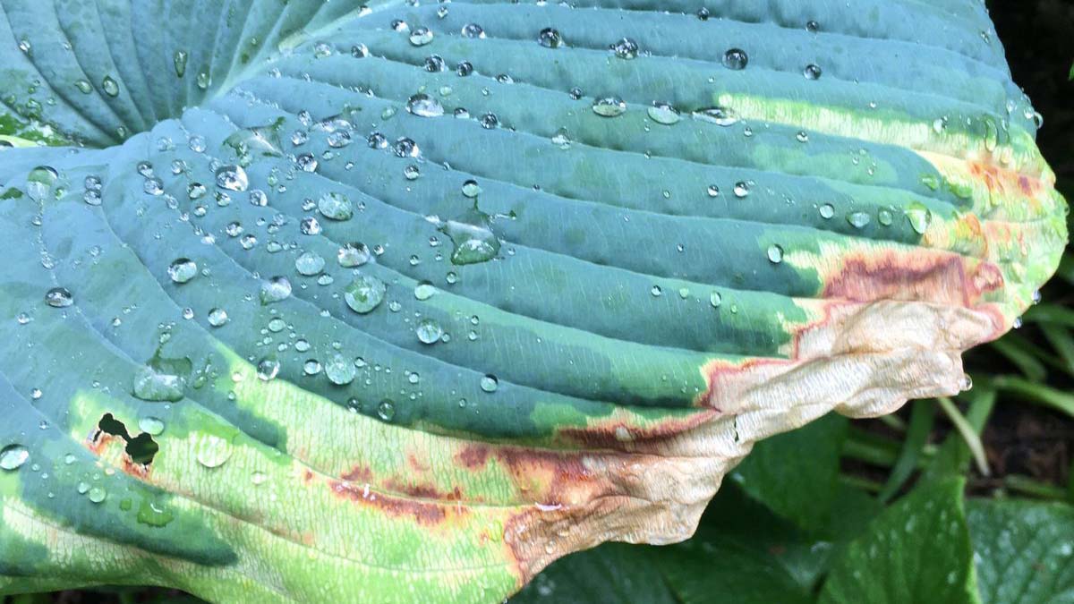 Jericho Nursery | What’s wrong with my _______ plant? Jericho Nursery | What’s wrong with my _______ plant?