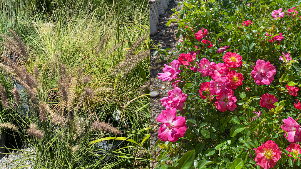 Jericho Nursery | Plumes & Blooms Jericho Nursery | Plumes & Blooms